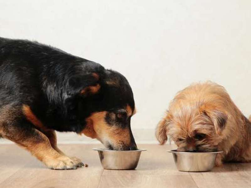 hrana za alergične pse brez alergenov