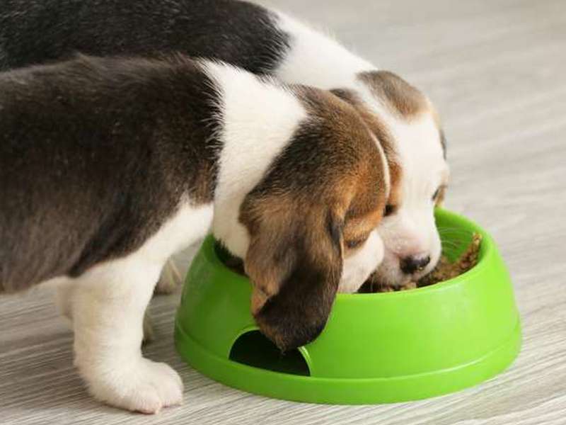 hrana za pasje mladiče s pravim razmerjem hranil