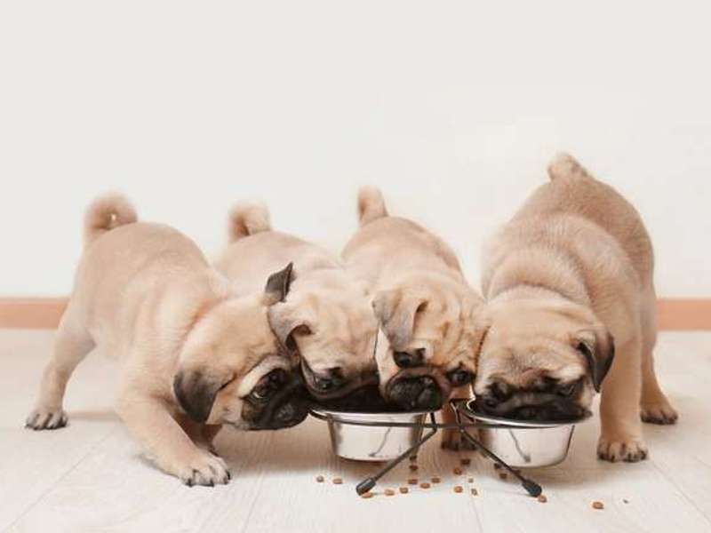 kakovostna hrana za pasje mladiče z večjo vsebino mesa